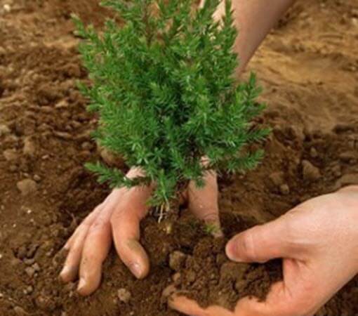 tree planting service Charlotte NC