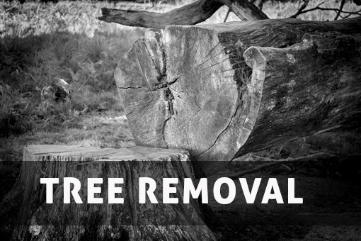 Tree Removal Charlotte NC