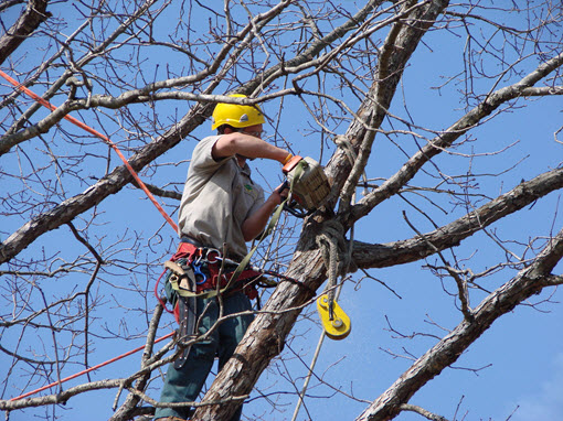 Tree Removal Service Charlotte NC